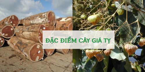 Cây Giá Tỵ ( Cây gỗ tếch) - Cây xanh đô thị Sài Gòn!