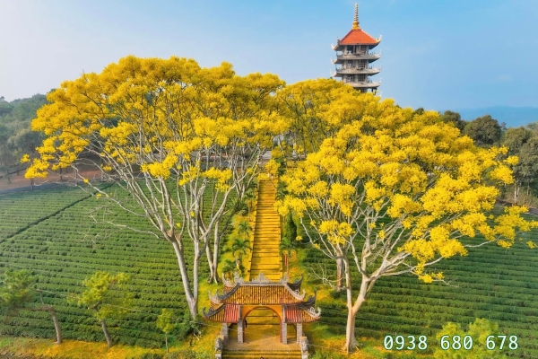 Cây phượng vàng ở Lâm Đồng
