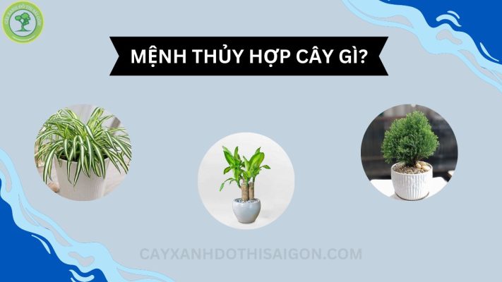 menh-thuy-hop-cay-gi-thumbnail