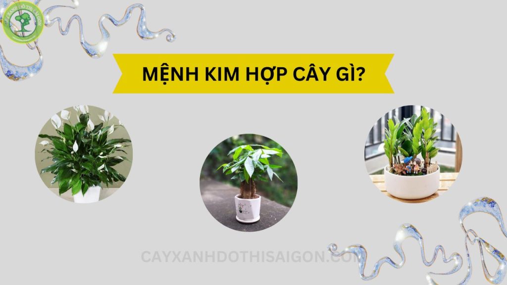 cay-hop-menh-kim-thumbnail