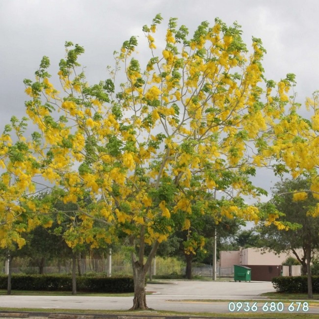 cay xanh cong trinh bo cap vang