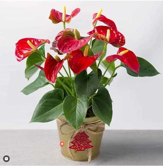 menh hoa hop cay gi hong mon 1