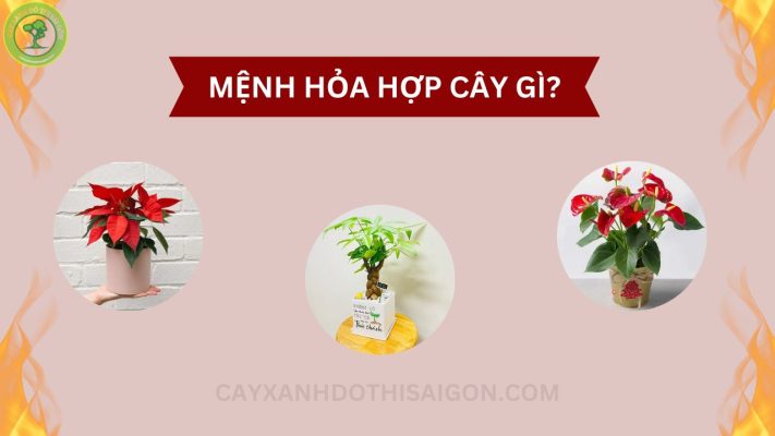 menh hoa hop cay gi thumbnail