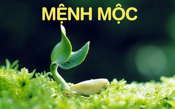 menh-moc-hop-cay-gi-2