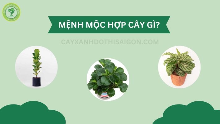 menh moc hop cay gi thumbnail