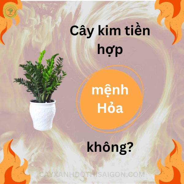 Cây kim tiền có hợp mệnh hỏa không