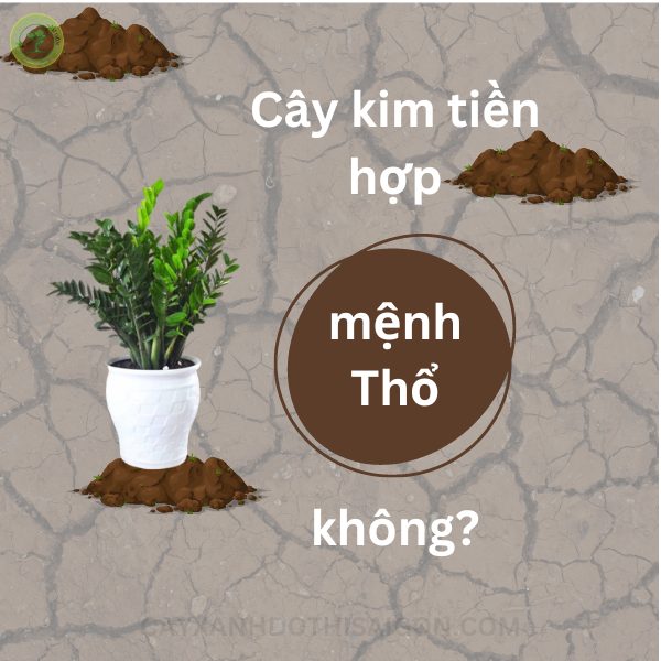 Cây kim tiền hợp mệnh Thổ không