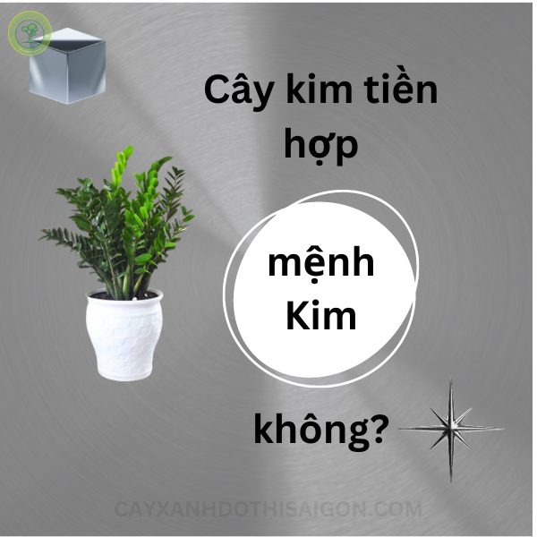 Cây kim tiền hợp mệnh Kim không