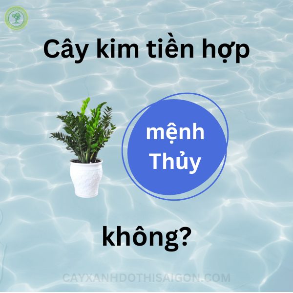 Cây kim tiền hợp mệnh Thủy không