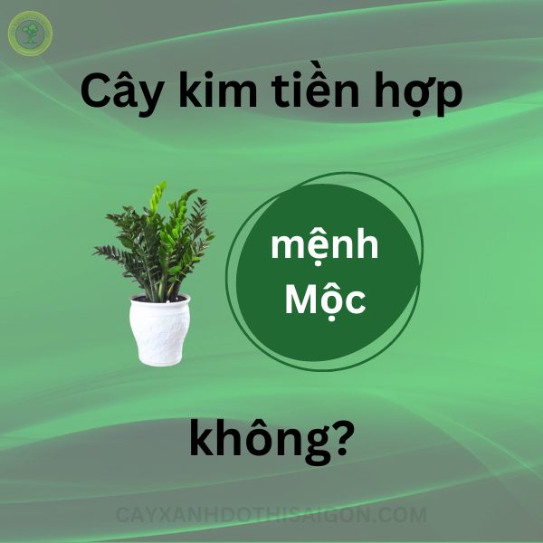 Cây kim tiền hợp mệnh Mộc không