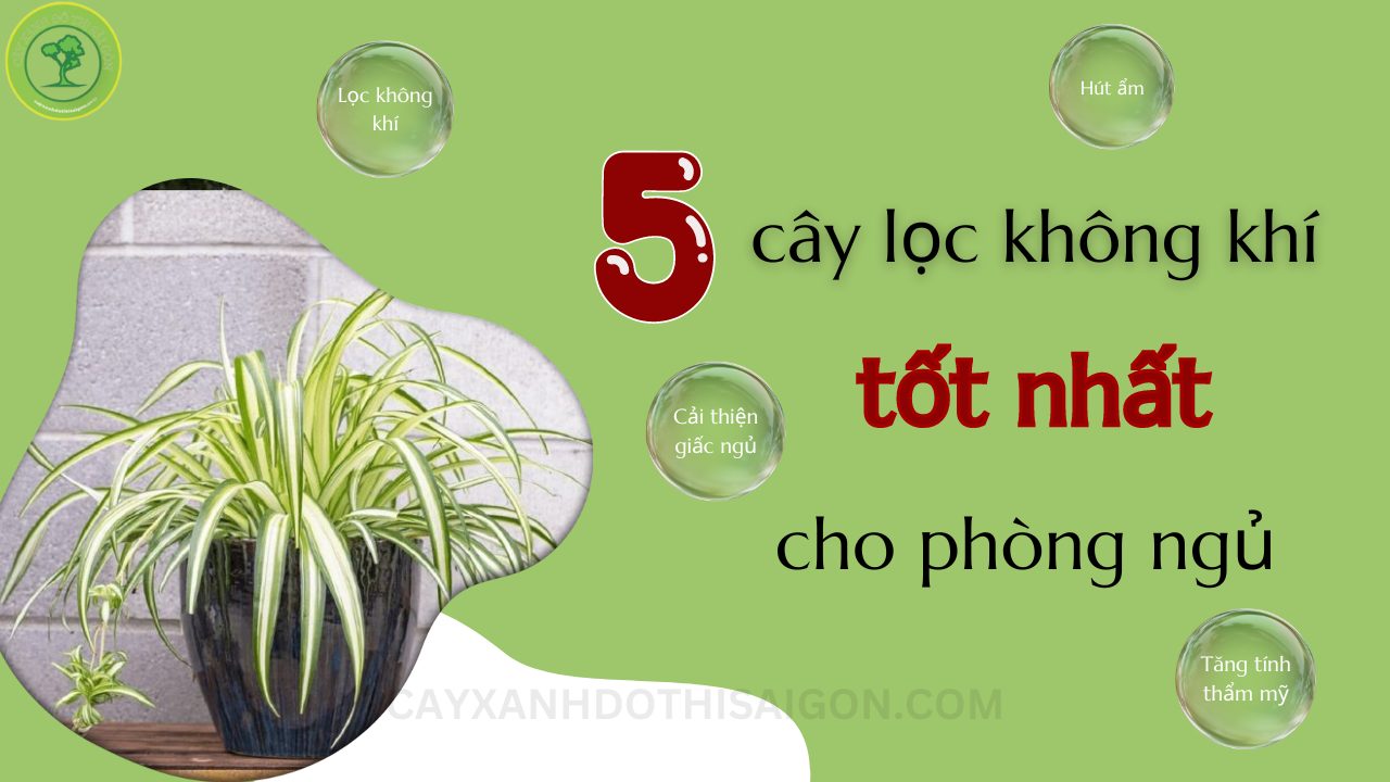 Cây lọc không khí