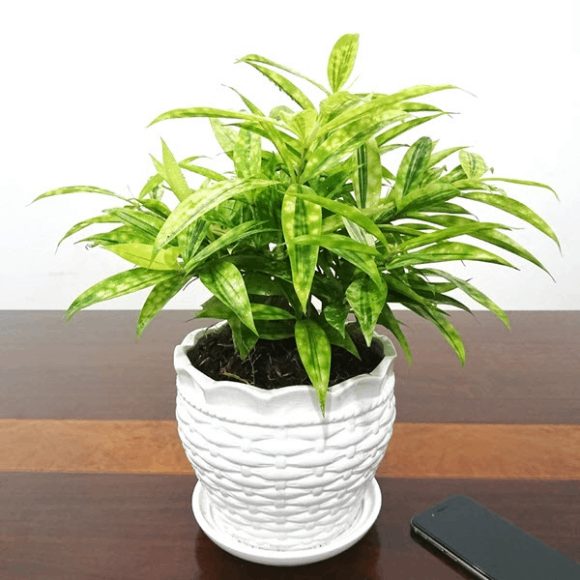 menh tho hop cay gi truc nhat vang