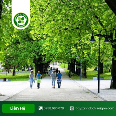 Lợi Ích Của Cây Xanh