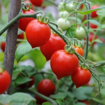 ban cay giong an trai chat luong cao tai tp hcm chon giong chuan trong cay thanh cong 69d36b1f19003