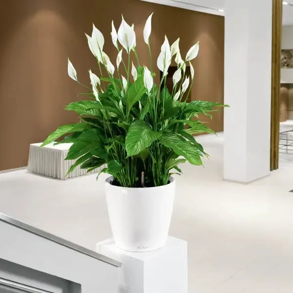 bao gia trong cay xanh cong trinh moi nhat 2026 xu huong va du bao thi truong 69cc8cc6c40c2