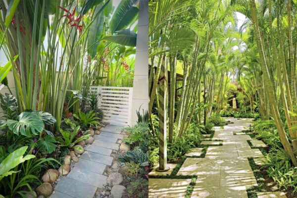 cac loai cay chiu nang tot 9