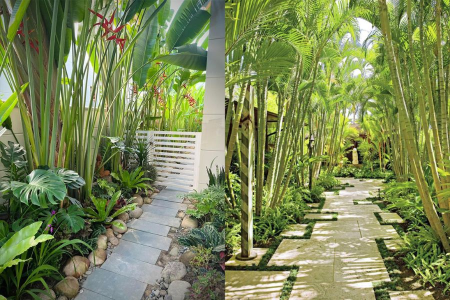 cac loai cay chiu nang tot 9