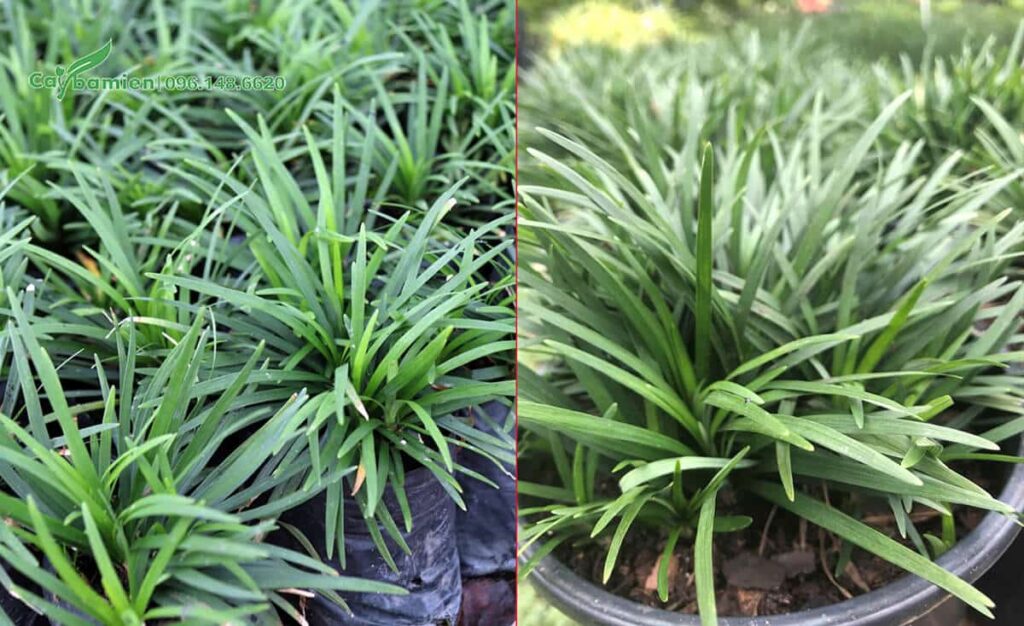 cac loai cay cong trinh pho bien hien nay lua chon dinh cao cho khong gian xanh hien dai 69d369eb5cc4d