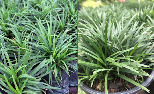 cac loai cay cong trinh pho bien hien nay lua chon dinh cao cho khong gian xanh hien dai 69d369eb5cc4d