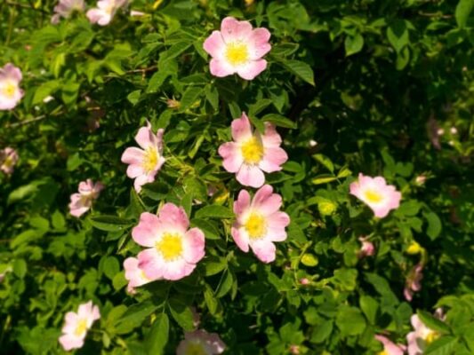 cac loai cay trong hang rao dep de cham lua chon hoan hao cho khong gian song xanh muot 69d36ad296b91