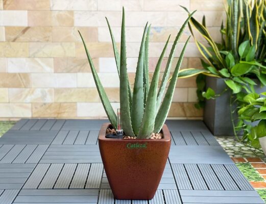 cay loc khong khi tot nhat cho nha va van phong giai phap xanh cho khong gian trong lanh 69d36a7004818