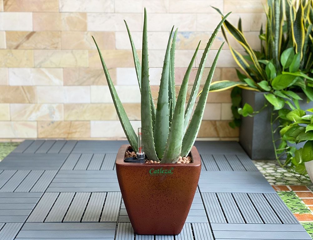 Cây lọc không khí tốt nhất cho nhà và văn phòng - Giải pháp xanh cho không gian trong lành 20 cay loc khong khi tot nhat cho nha va van phong giai phap xanh cho khong gian trong lanh 69d36a7004818