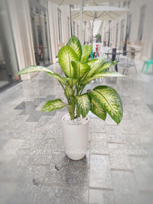 cay van phong de song khong can cham soc nhieu van mang lai khong khi trong lanh va tham my cho khong gian lam viec 69d36a5a65346