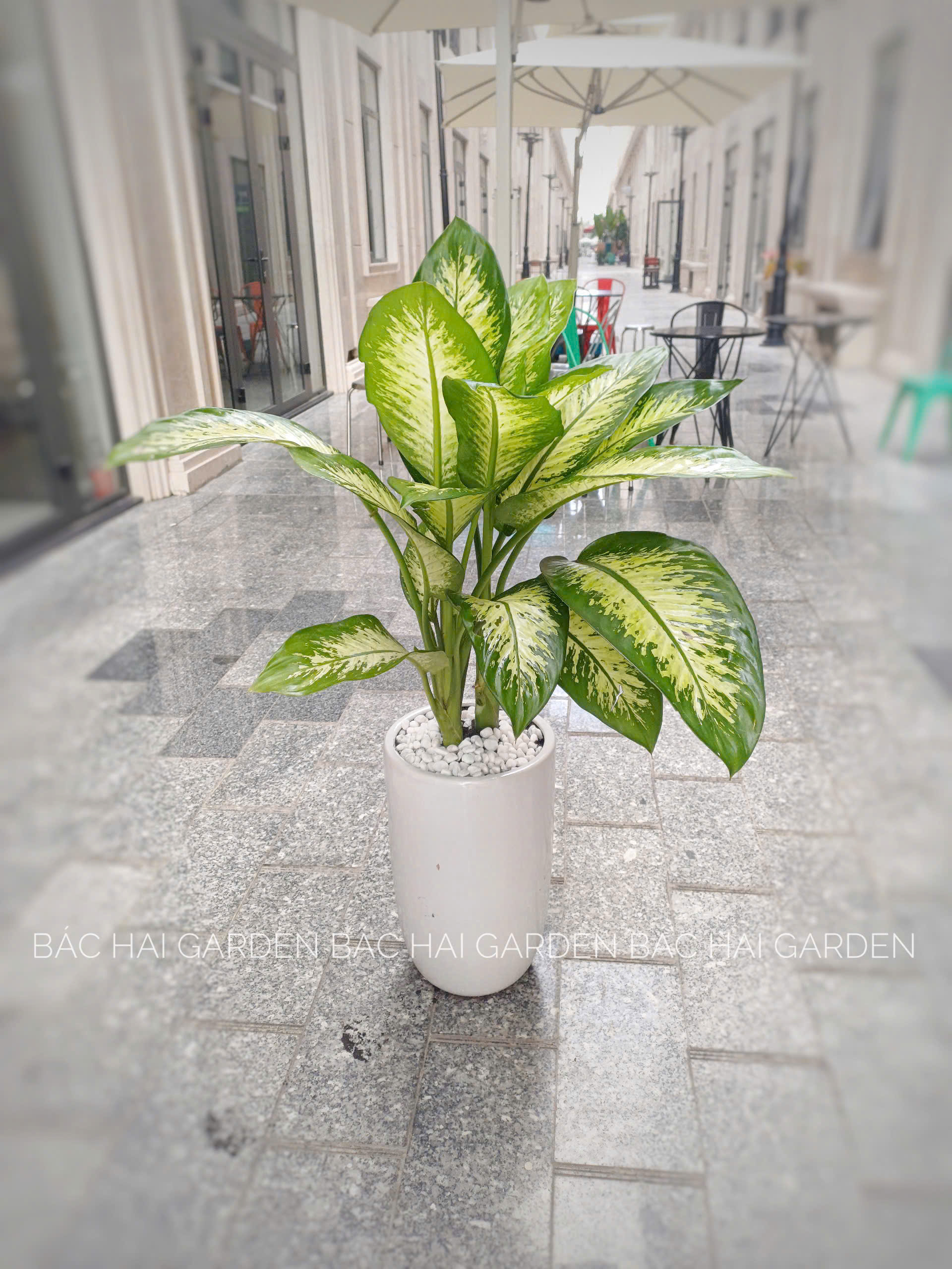 Cây văn phòng dễ sống – không cần chăm sóc nhiều vẫn mang lại không khí trong lành và thẩm mỹ cho không gian làm việc 2 Cây văn phòng dễ sống – không cần chăm sóc nhiều vẫn mang lại không khí trong lành và thẩm mỹ cho không gian làm việc