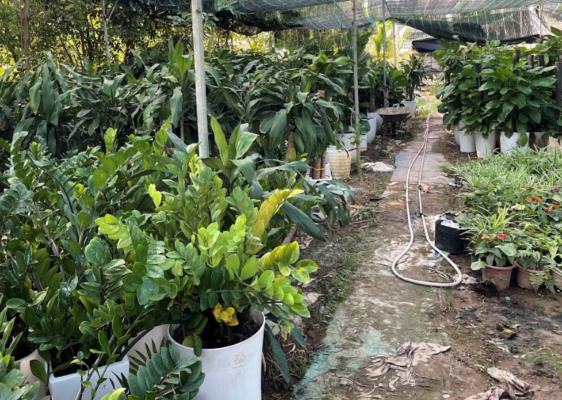 huong dan chon cay xanh phu hop tung khong gian bien khong gian song cua ban tro nen sinh dong va can doi hon 69d36b8f04791