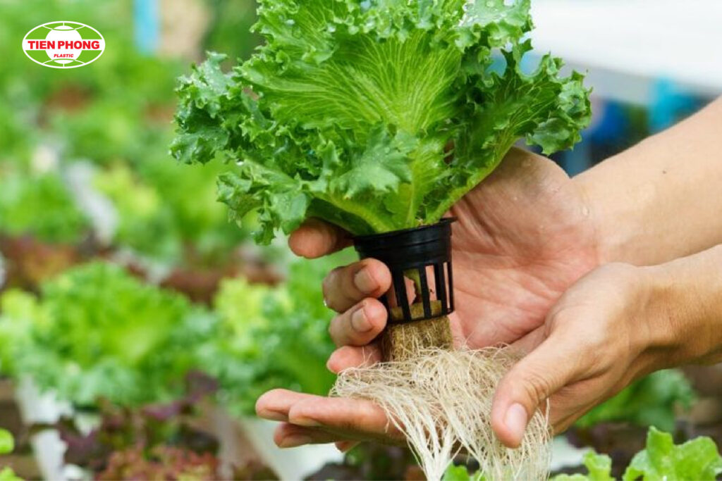 Kinh nghiệm trồng cây xanh công trình đúng kỹ thuật - Chìa khóa thành công cho không gian xanh lý tưởng 1 kinh nghiem trong cay xanh cong trinh dung ky thuat chia khoa thanh cong cho khong gian xanh ly tuong 69d36b0db7151