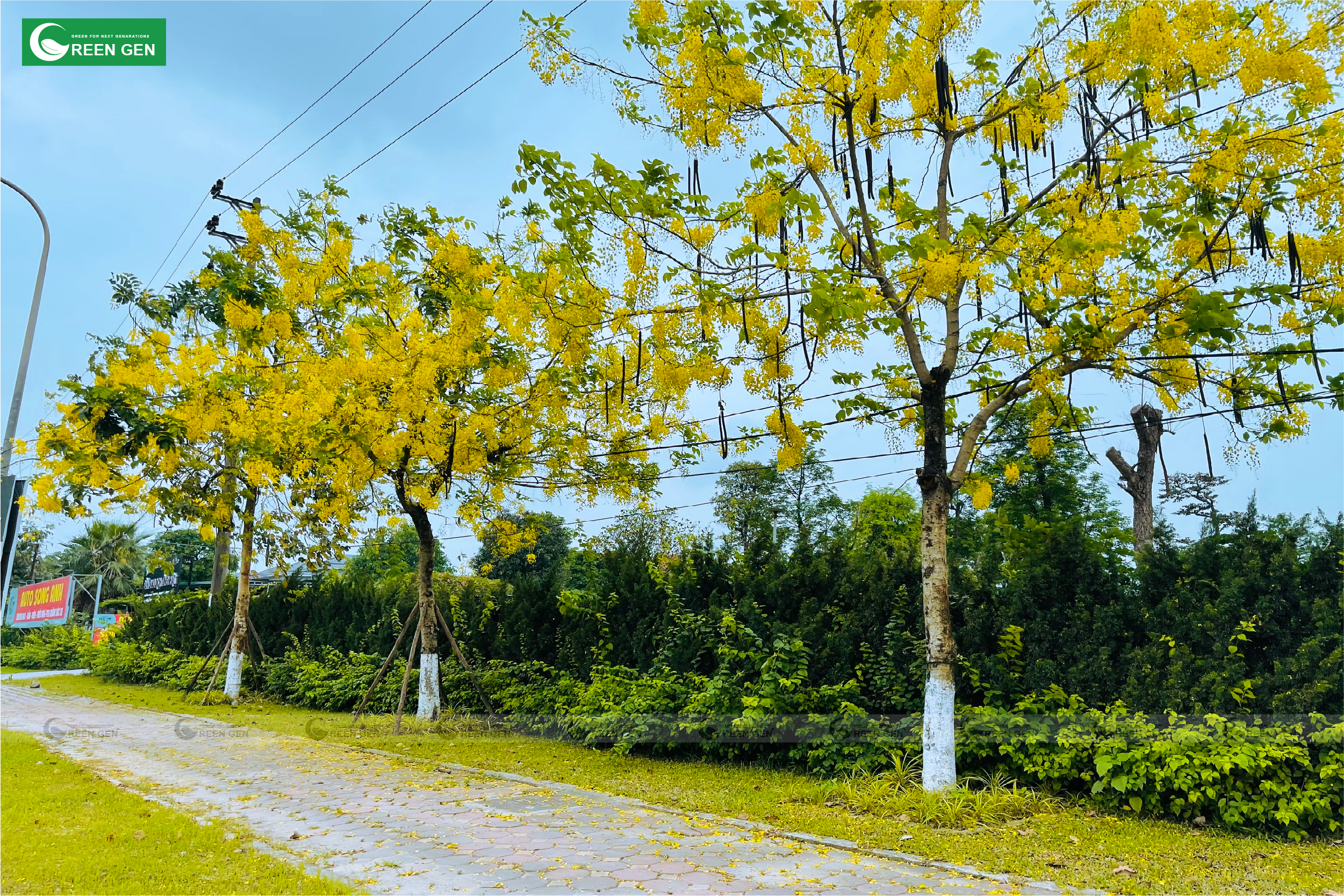 loi ich cua cay xanh trong do thi hien dai nuoc song xanh dat troi binh yen 69d36bfe97dbd