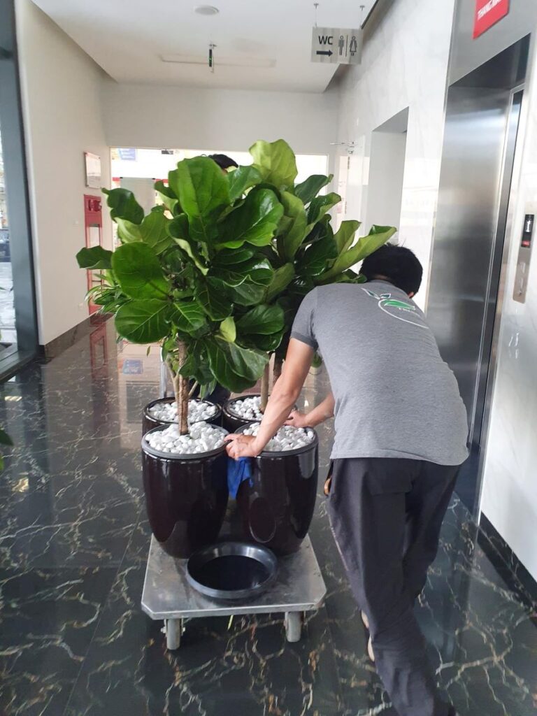 Mua cây xanh đô thị ở đâu uy tín? - Hướng dẫn lựa chọn đơn vị cung cấp cây cảnh chất lượng cho không gian sống và làm việc 70 mua cay xanh do thi o dau uy tin huong dan lua chon don vi cung cap cay canh chat luong cho khong gian song va lam viec 69d369a674590