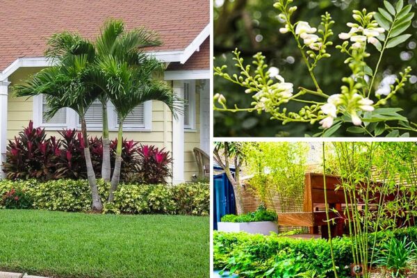 nen trong cay gi truoc nha hop phong thuy chon lua dung de thu hut tai loc va may man 69d36bc1bae27