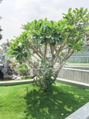 top cay chiu nang tot it can tuoi nuoc bi quyet lua chon va cham soc cho vuon troi kho han 69d36bcc281ac